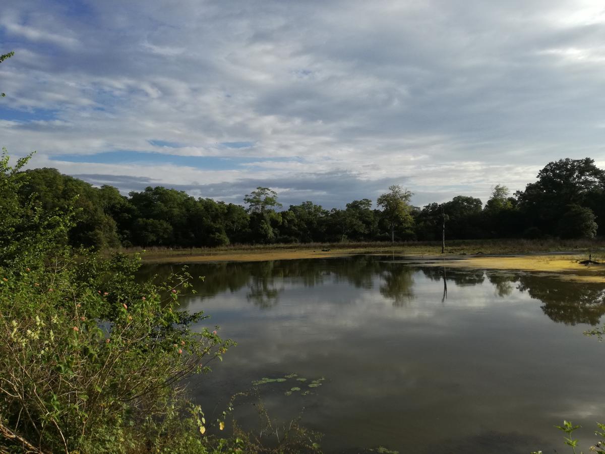 Induwara Safari Resort 达瓦拉维 外观 照片