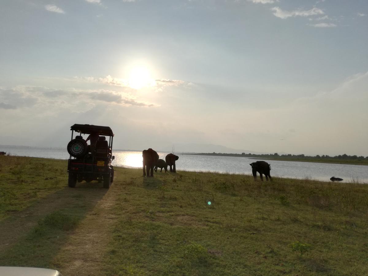 Induwara Safari Resort 达瓦拉维 外观 照片