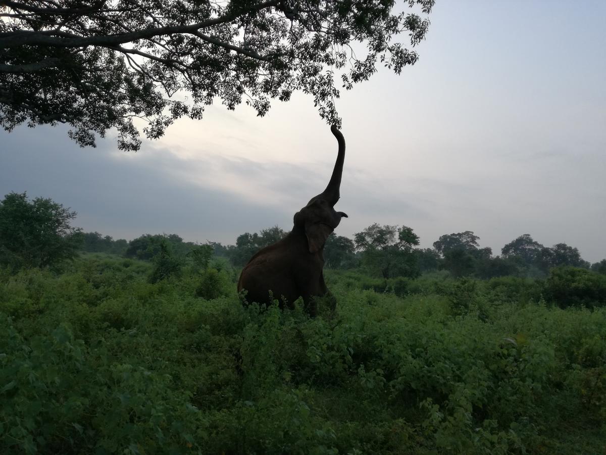 Induwara Safari Resort 达瓦拉维 外观 照片