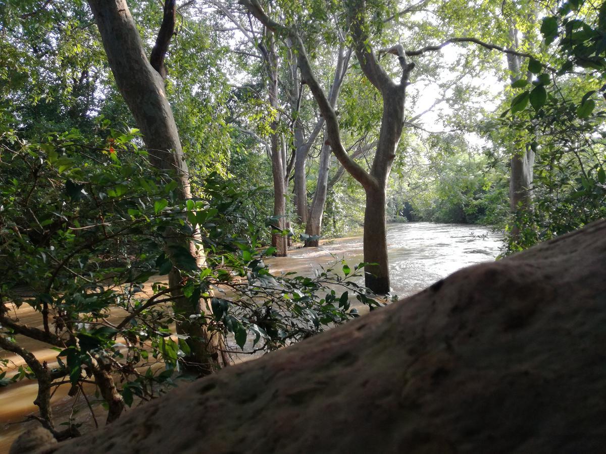 Induwara Safari Resort 达瓦拉维 外观 照片
