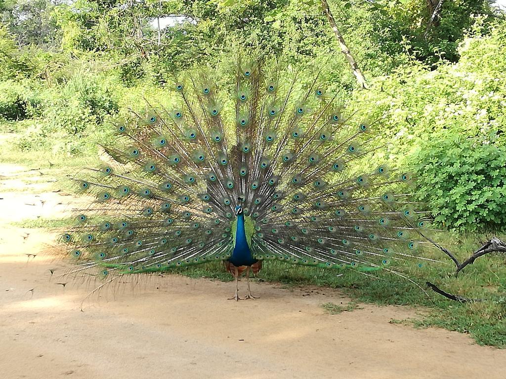 Induwara Safari Resort 达瓦拉维 外观 照片