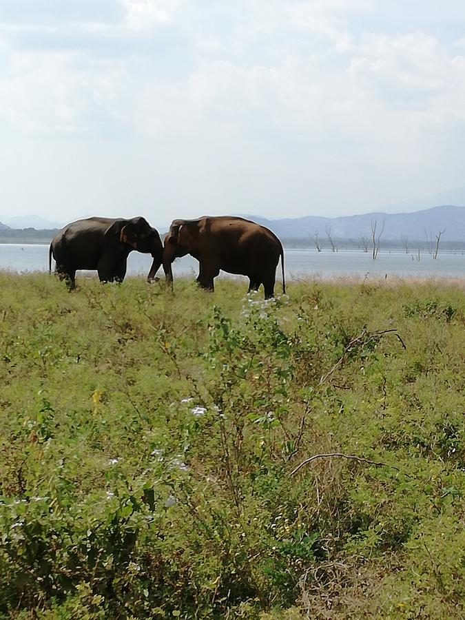 Induwara Safari Resort 达瓦拉维 外观 照片