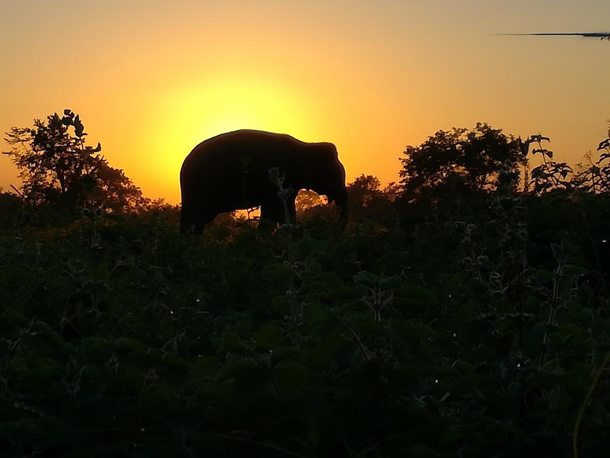 Induwara Safari Resort 达瓦拉维 外观 照片